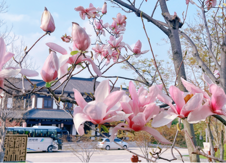 又是一年春光好—项王故里景区百花盛开 春色满园(图1)