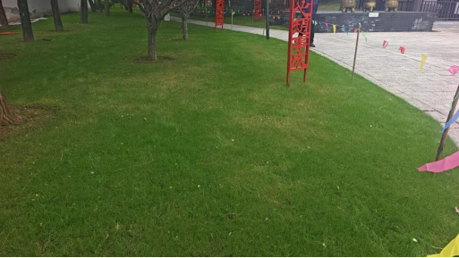 项王故里完成黑麦草播种工作(图3)